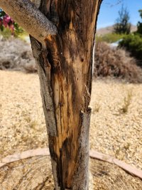 New Bark 2-02.jpg