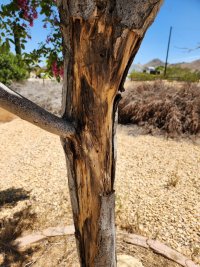 New Bark-01.jpg