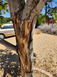 New Bark-02.jpg