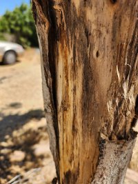 New Bark-03.jpg