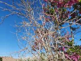 Branches1.jpg