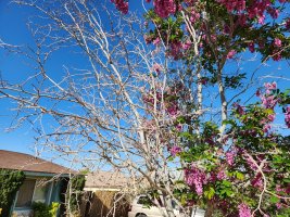Branches2.jpg