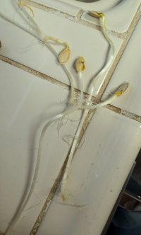 IMG_0245.jpeg