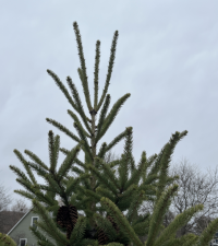 Screenshot 2026-04-15 225202red.png