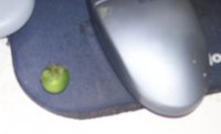 potatoberry.jpg