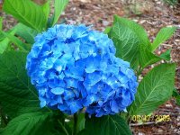 Hydrangea bloom 1.jpg