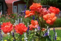 Roses orange 1.jpg