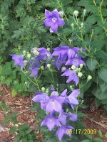 Balloon flowers 5.jpg