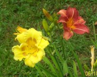 Daylily yll-copper 2.jpg