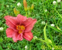 Lily red 10.jpg