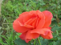 apricot2.jpg