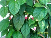 Climbing bleeding hearts 2.jpg