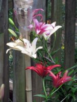 June trip to Pgh and lilies 019 (2)  EM.jpg
