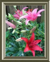 red and pink llily 004 (2)  EM.jpg