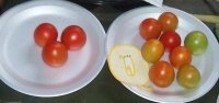 100_4477tomatoes.jpg