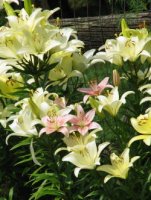 Egan's lilies 006 (2)  GF.jpg