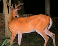 ellisbuck.jpg