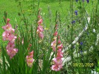 Glads pk 1.jpg