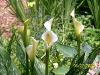 Calla Lilies wht 1.jpg