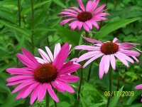 coneflower pk 1.jpg