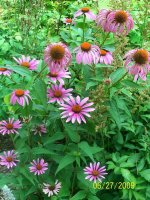 Coneflowers 1.jpg