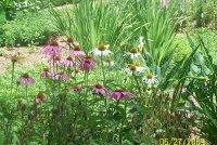 Coneflowers 2.jpg