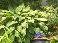 Hosta-balloon flower 1.jpg