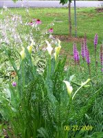Hosta-liatris- Coneflowers 1.jpg