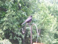 cbird.jpg