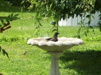 cbird1.jpg