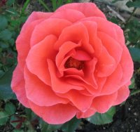 candelabra rose.jpg