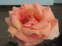 kittyrose09.jpg