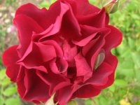 roseclimblas who09..jpg