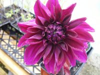Thomas A. Edison Dahlia.jpg