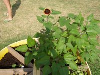 sunflower.jpg