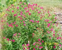 Aster red 1.jpg