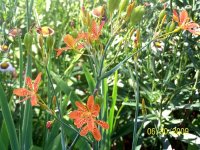 Candy Lilies 5.jpg