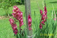 Glads red 2.jpg