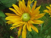 Copy of IMG_2035.jpg