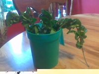 houseplant.JPG