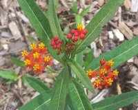 Butterfly Weed rd 1.jpg