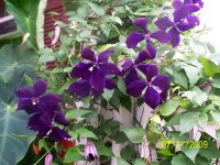 Clematis 1.jpg