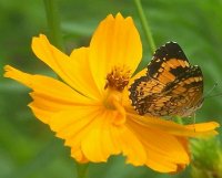 Butterfly on tickseed 1.jpg