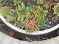 Hen & Chick bloom.jpg