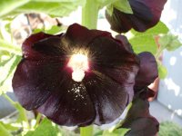2009 flower pics 073.jpg