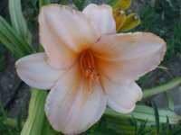 2009 flower pics 134.jpg