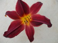 2009 flower pics 165.jpg