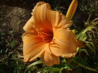 2009 flower pics 133.jpg