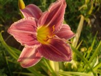 2009 flower pics 174.jpg