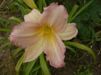 2009 flower pics 119.jpg